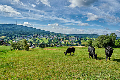 Panoramablick über den Ort Bischofsgrün zum zweithöchsten Berg Frankens. Im Vordergrund stehen drei Rinder auf der Weide